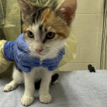 Lady -  Domestic Short Hair Cat for Adoption in Murray, Utah - Lady | PetCurious