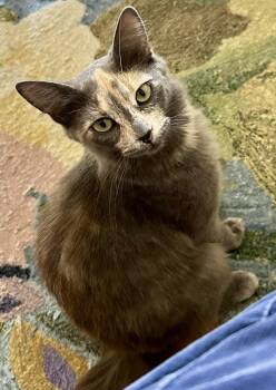 Rescue Calico Cats for Adoption in Half Moon Bay, California - Tasha (with Toby) | PetCurious