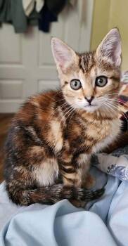 Rescue Domestic Short Hair Cats for Adoption in Camden, South Carolina - Kira (Available For Pre-adoption) | PetCurious