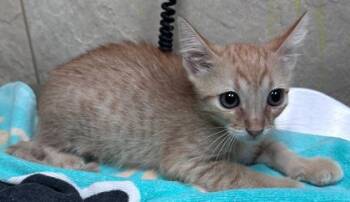 Rescue Domestic Short Hair Cats for Adoption in Honolulu, Hawaii - 59657269 | PetCurious