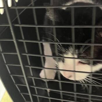 Biejo -  Domestic Short Hair Cat for Adoption in Philadelphia, Pennsylvania - Biejo | PetCurious