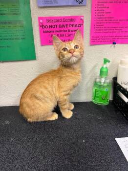 26-0766C -  Domestic Short Hair Cat for Adoption in Sorrento, Louisiana - 26-0766C | PetCurious