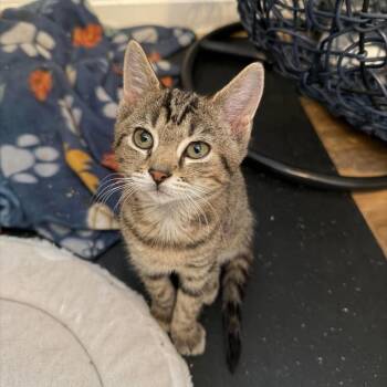 Stormie -  Domestic Short Hair Cat for Adoption in Jarrettsville, Maryland - Stormie | PetCurious