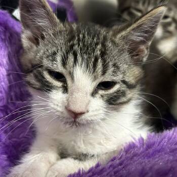 Orangutan -  Domestic Short Hair Cat for Adoption in Taos, New Mexico - Orangutan | PetCurious