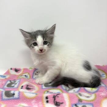 Crystal -  Tabby Cat for Adoption in Trophy Club, Texas - Crystal | PetCurious