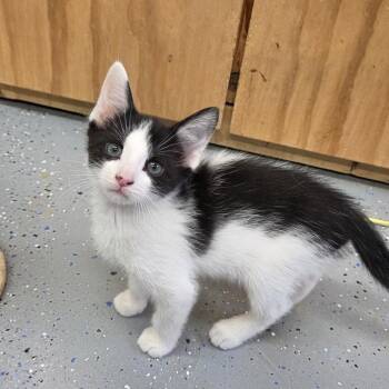 Shark Tooth -  Domestic Short Hair Cat for Adoption in Pontiac, Illinois - Shark Tooth | PetCurious