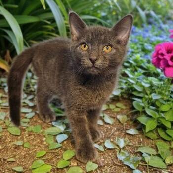 HAKU -  Domestic Short Hair Cat for Adoption - HAKU | PetCurious