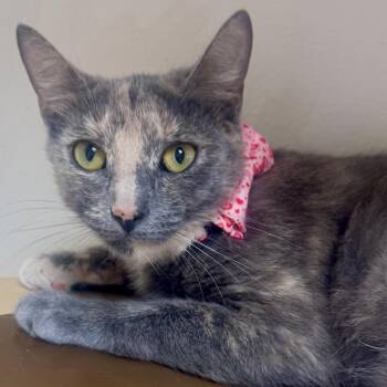 Pinky -  Domestic Short Hair Cat for Adoption in Lakeland, Florida - Pinky | PetCurious
