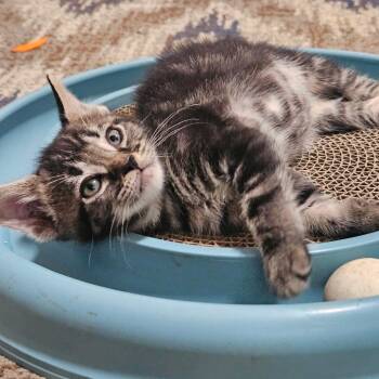 Timothy -  Domestic Short Hair Cat for Adoption in Huntsville, Alabama - Timothy | PetCurious