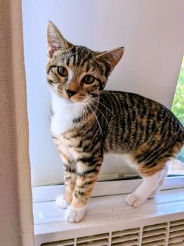 Rescue Domestic Short Hair Cats for Adoption in Grand Junction, Colorado - Portobello | PetCurious