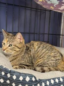 Domestic Short Hair Cats Available for Adoption - Eden | PetCurious