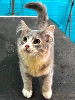 Sally -  Domestic Medium Hair Cat for Adoption in Sioux Falls, South Dakota - Sally | PetCurious