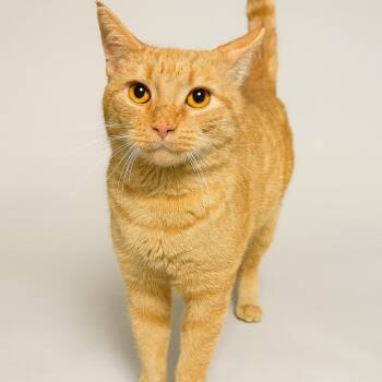 Rescue Domestic Short Hair Cats for Adoption in Jersey City, New Jersey - Simba | PetCurious