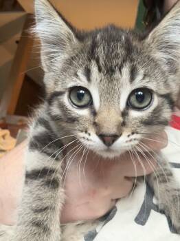 Rescue Domestic Short Hair Cats for Adoption in Portland, Oregon - Link | PetCurious