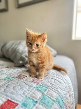 Domestic Short Hair Cats Available for Adoption in Oceanside, California - Mr. Cooper | PetCurious