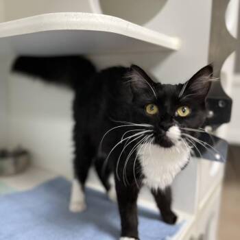 Domestic Short Hair Cats Available for Adoption in Hilton Head Island, South Carolina - Flicka | PetCurious