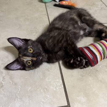 Blossom -  Tortoiseshell Cat for Adoption in Pompano Beach, Florida - Blossom | PetCurious