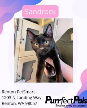 Rescue Domestic Short Hair Cats for Adoption in Arlington, Washington - Sandrock | PetCurious