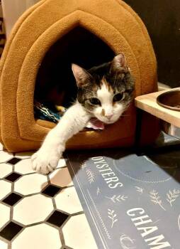 Callie -  Domestic Short Hair Cat for Adoption in Denver, Colorado - Callie | PetCurious