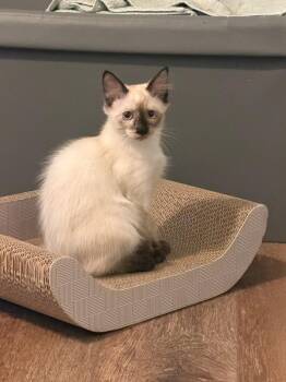 Maya 5214 -  Siamese Cat for Adoption in Bonsall, California - Maya 5214 | PetCurious