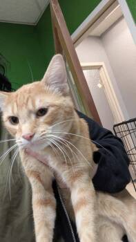 Curtis -  Domestic Short Hair Cat for Adoption in Fort Worth, Texas - Curtis | PetCurious