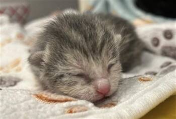 CAMILA -  Domestic Short Hair Cat for Adoption in Dallas, Texas - CAMILA | PetCurious