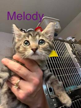 Melody -  Domestic Medium Hair Cat for Adoption in Princeton, Indiana - Melody | PetCurious