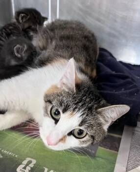 Soft Pretzel -  Domestic Long Hair Cat for Adoption in Cincinnati, Ohio - Soft Pretzel | PetCurious