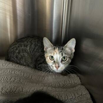 Mango -  Domestic Short Hair Cat for Adoption in Knoxville, Tennessee - Mango | PetCurious