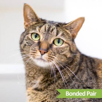 Morticia -  Domestic Short Hair Cat for Adoption in Reisterstown, Maryland - Morticia | PetCurious