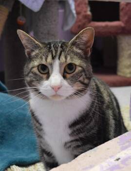 Junie -  Domestic Short Hair Cat for Adoption - Junie | PetCurious