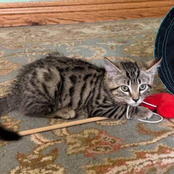 Cherry -  Domestic Short Hair Cat for Adoption in Gibsonia, Pennsylvania - Cherry | PetCurious
