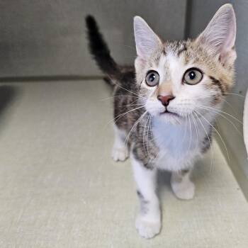 Niles -  Domestic Short Hair Cat Available for Adoption in Monroe, Michigan - Niles | PetCurious