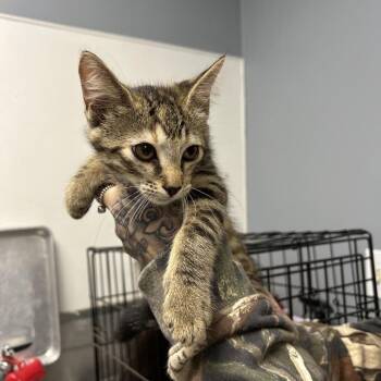Valarie -  Domestic Short Hair Cat for Adoption in Birmingham, Alabama - Valarie | PetCurious