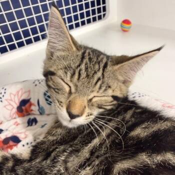 Rescue Domestic Short Hair Cats for Adoption in Danbury, Connecticut - Pumpkin | PetCurious