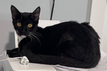 Domestic Short Hair Cats Available for Adoption - Ayla | PetCurious