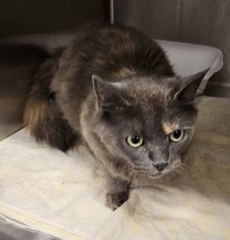 Rescue Domestic Long Hair Cats for Adoption in Portland, Indiana - Sienna | PetCurious