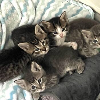 Zeus (Tweed Kitten 1) -  Domestic Short Hair Cat for Adoption in Westport, Connecticut - Zeus (Tweed Kitten 1) | PetCurious