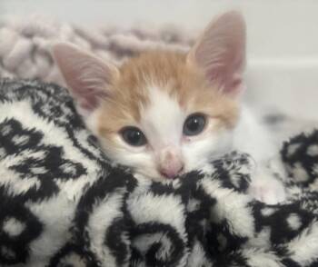 Moo Ping -  Domestic Short Hair Cat for Adoption in Buford, Georgia - Moo Ping | PetCurious