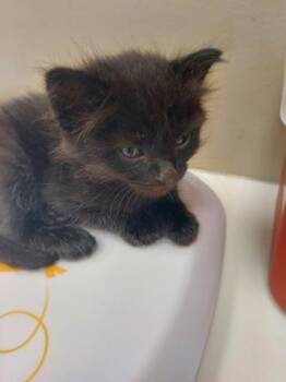 Void -  Domestic Short Hair Cat for Adoption in Fishers, Indiana - Void | PetCurious