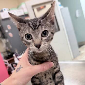 Ridgeline -  Domestic Short Hair Cat for Adoption in Titusville, Florida - Ridgeline | PetCurious