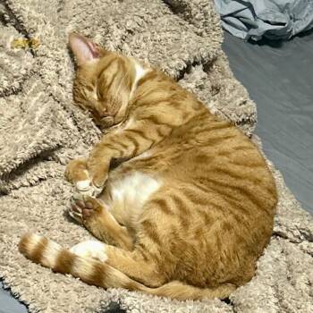 Domestic Short Hair Cats Available for Adoption in Woodstock, Virginia - Charlie Miller | PetCurious