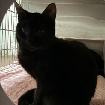 Domestic Short Hair Cats Available for Adoption - Bailey | PetCurious