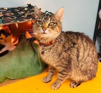 Domestic Short Hair Cats Available for Adoption in Muskego, Wisconsin - Taylor - Sweet And Affectionate | PetCurious