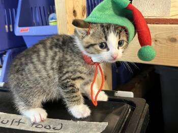 Domestic Short Hair Cats Available for Adoption - Joey (BONDED PAIR) | PetCurious