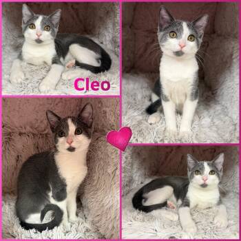 Rescue Domestic Short Hair Cats for Adoption in Windy Hills, Kentucky - Cleo | PetCurious
