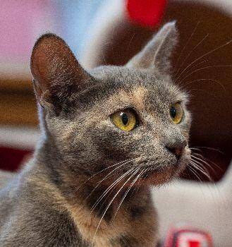 Rescue Domestic Short Hair Cats for Adoption in Lafayette, Louisiana - Coin Star | PetCurious