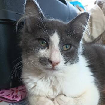 Clemens -  Domestic Medium Hair Cat for Adoption in Vallejo, California - Clemens | PetCurious