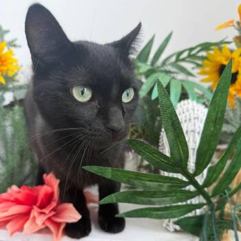 Dahlia Garden FIV+ 56698 -  Domestic Short Hair Cat for Adoption in Eaton Rapids, Michigan - Dahlia Garden FIV+ 56698 | PetCurious