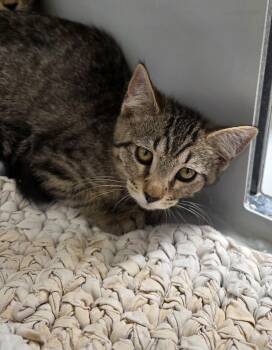 61569295 -  Tabby Cat for Adoption in Elko, Nevada - 61569295 | PetCurious
